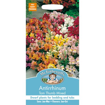 ANTIRRHINUM Tom Thumb Mixed - image 1