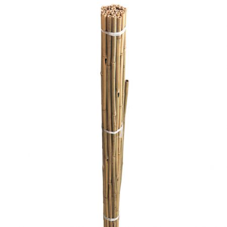 Bamboo Canes Bulk Bundle 180cm/6 Foot 10pk