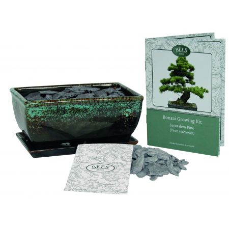 BEES Bonsai Kit - Pinus Pinea - Pine - image 1