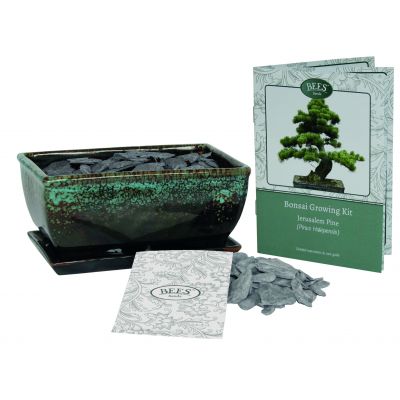 BEES Bonsai Kit - Pinus Pinea - Pine - image 1