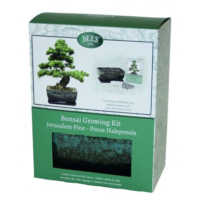 BEES Bonsai Kit - Pinus Pinea - Pine - image 3