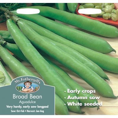BROAD BEAN Aguadulce - image 2
