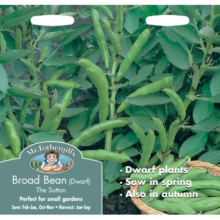 BROAD BEAN The Sutton (Dwarf) - image 1