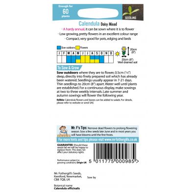 CALENDULA Daisy Mixed - image 2