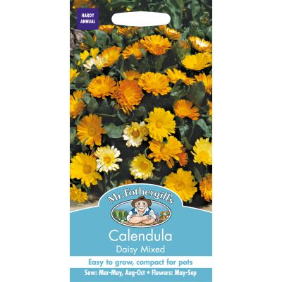 CALENDULA Daisy Mixed - image 1