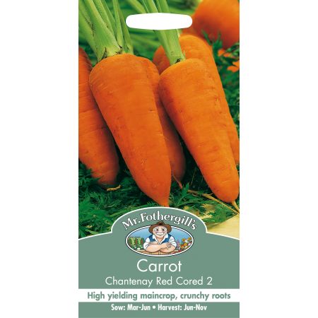 CARROT Chantenay Red Cored 2 - image 1