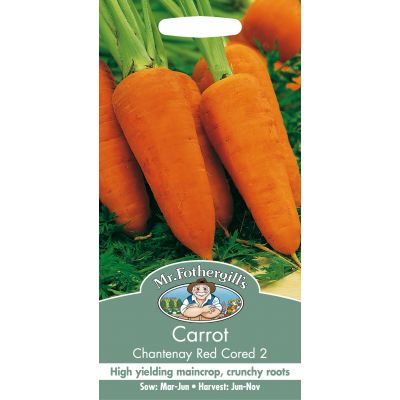 CARROT Chantenay Red Cored 2 - image 1