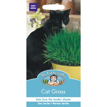 CAT GRASS Avena sativa - image 1