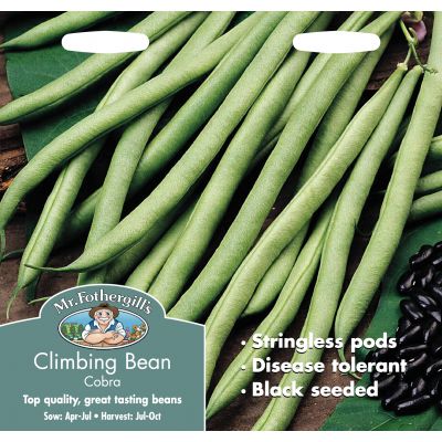 CLIMBING FRENCH BEAN Cobra - image 1