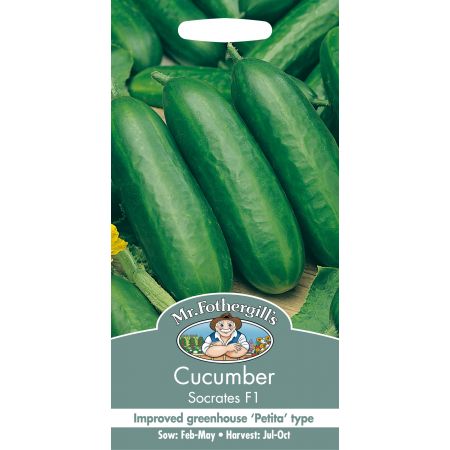 CUCUMBER Socrates F1 - image 1