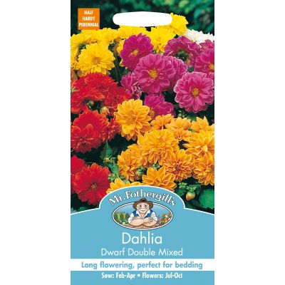 DAHLIA Dwarf Double Mixed - image 2