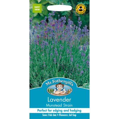 LAVENDER Munstead - image 2
