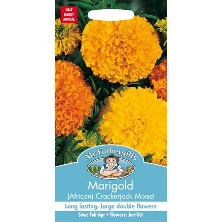 MARIGOLD (African) Crackerjack Mixed - image 1