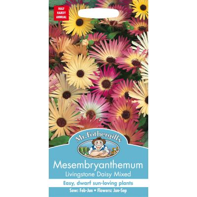 MESEMBRYANTHEMUM Livingstone Daisy Mixed - image 1