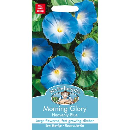 MORNING GLORY Heavenly Blue - image 1