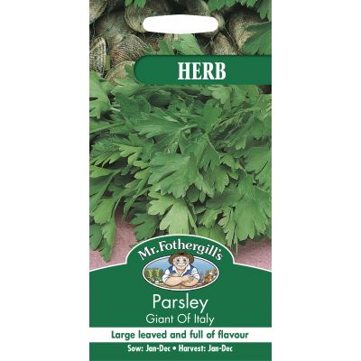 PARSLEY Giant of Italy - image 2