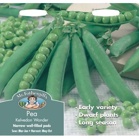 PEA Kelvedon Wonder - image 1