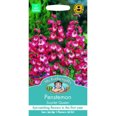PENSTEMON Scarlet Queen - image 2