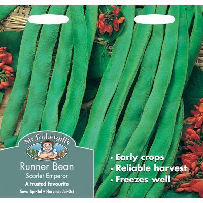 RUNNER BEAN Scarlet Emperor - image 1