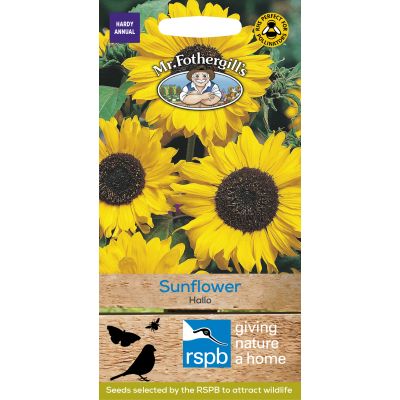 SUNFLOWER Hallo - image 2