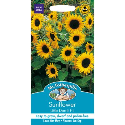 SUNFLOWER Little Dorrit F1 - image 2