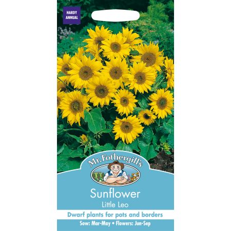 SUNFLOWER Little Leo - image 1