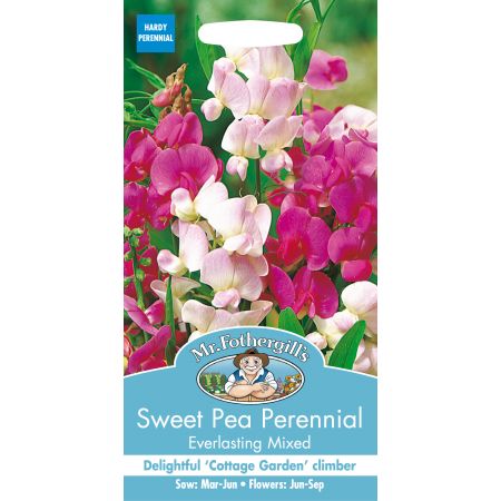 SWEET PEA Perennial Everlasting Mixed - image 1