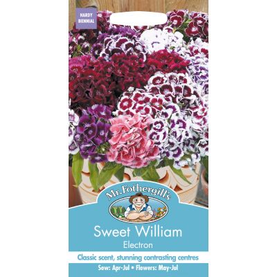 SWEET WILLIAM Electron - image 2
