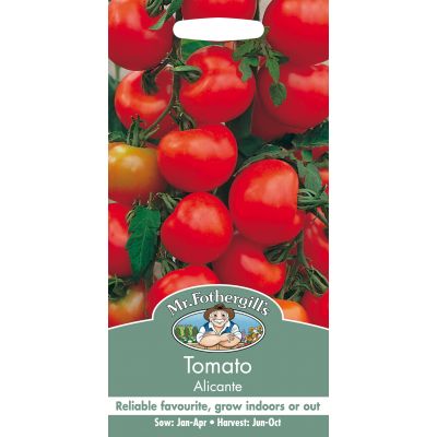 TOMATO Alicante - image 2